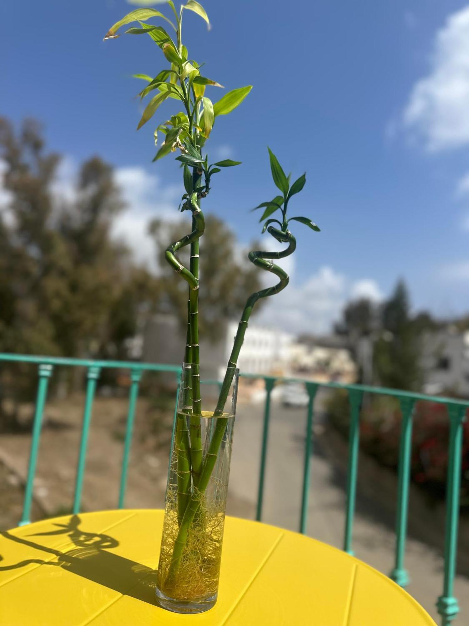 Casa Medusa 산 호세 외부 사진